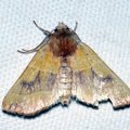 Atethmia centrago