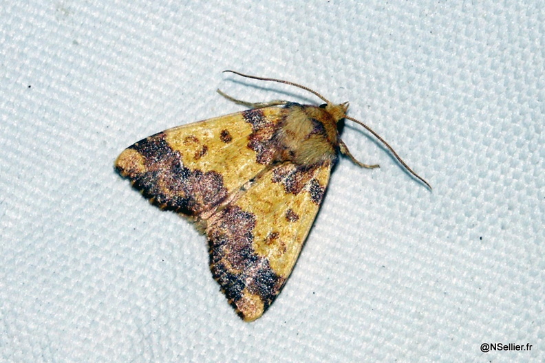 Chasse Aux Papillons - Chizé - 07-10-2005 - Tiliacea aurago (11).jpg