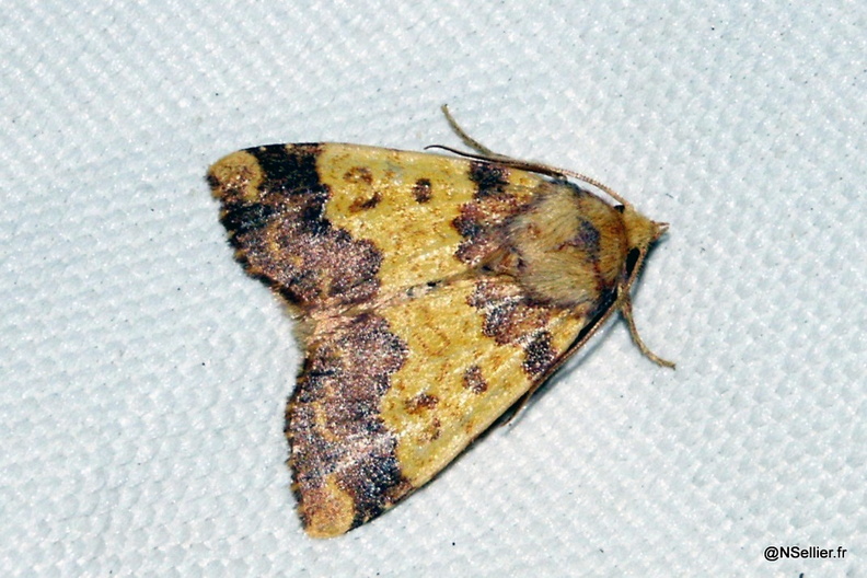 Chasse Aux Papillons - Chizé - 07-10-2005 - Tiliacea aurago (12).jpg