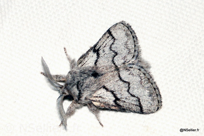 Chasse Aux Papillons - Chizé - 07-10-2005 - Trichiura crataegi (15).jpg