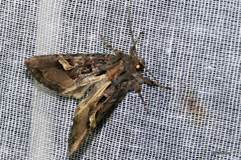 Chasse Aux Papillons - Chizé - 07-10-2005 - Trigonophora flammea (18).jpg