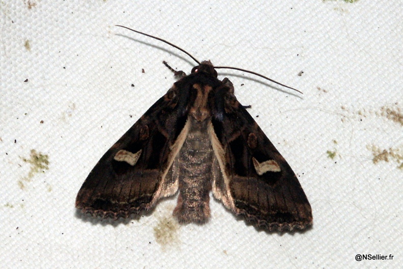 Chasse Aux Papillons - Chizé - 07-10-2005 - Trigonophora flammea (20).jpg