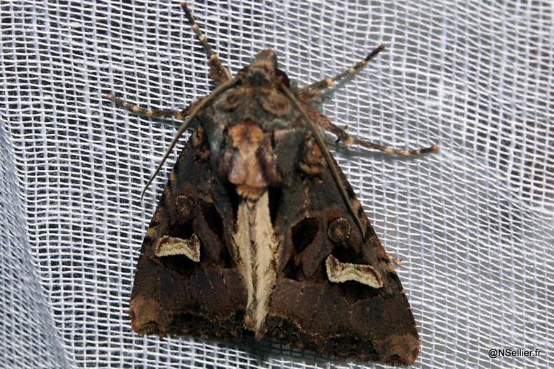 Chasse Aux Papillons - Chizé - 07-10-2005 - Trigonophora flammea (19).jpg