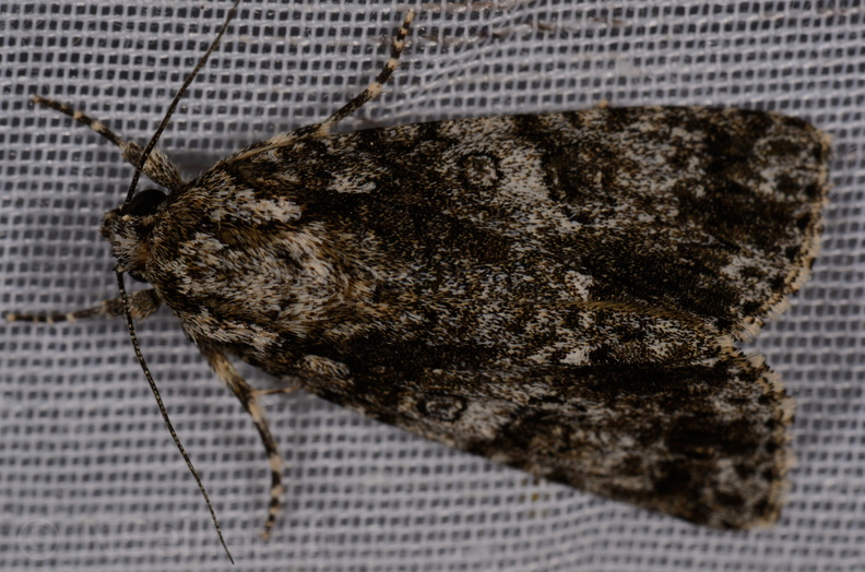 Chasse Aux Papillons - Marais d Yves - 11-09-2015 - Acronicta rumicis (21).JPG
