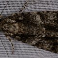 Acronicta rumicis
