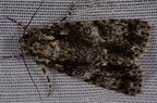 Acronicta rumicis