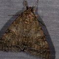 Catocala nupta