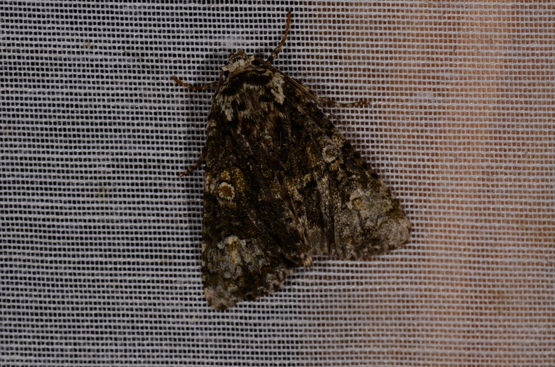 Chasse Aux Papillons - Marais d Yves - 11-09-2015 - Craniophora ligustri (26).JPG