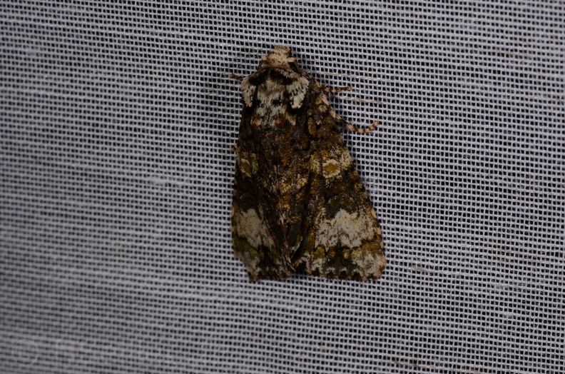 Chasse Aux Papillons - Marais d Yves - 11-09-2015 - Craniophora ligustri (32).JPG