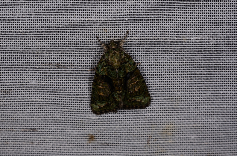 Chasse Aux Papillons - Marais d Yves - 11-09-2015 - Cryphia algae (28).JPG