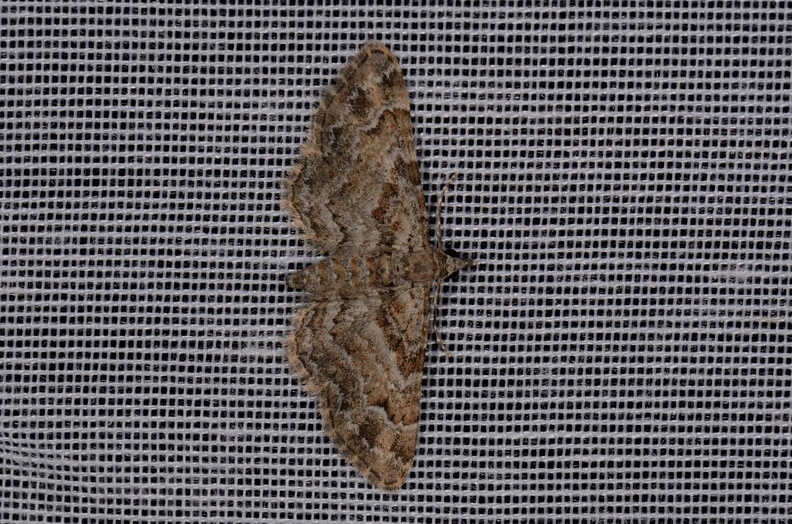 Chasse Aux Papillons - Marais d Yves - 11-09-2015 - Gymnoscelis rufifasciata (22).JPG