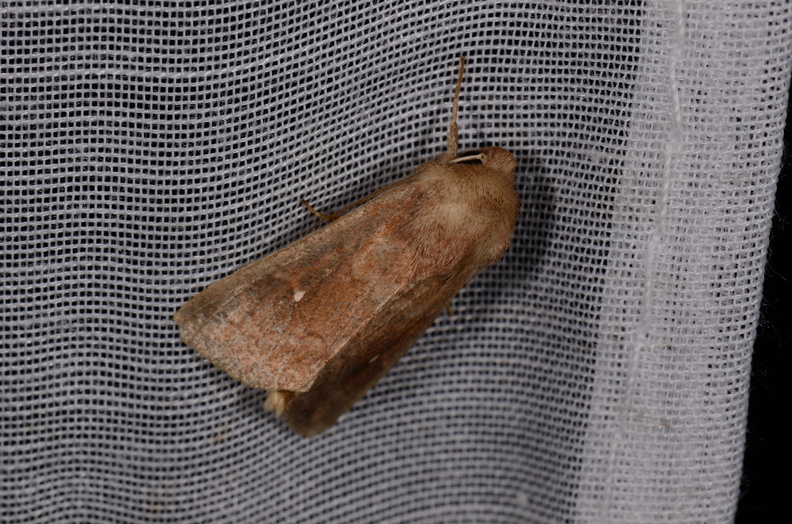 Chasse Aux Papillons - Marais d Yves - 11-09-2015 - Mythimna albipuncta (19).JPG