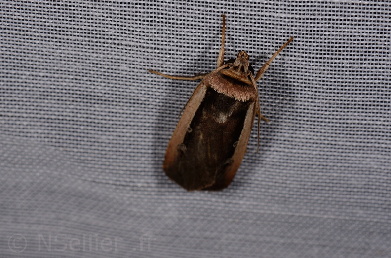 Chasse Aux Papillons - Marais d Yves - 11-09-2015 - Ochropleura plecta (10).JPG