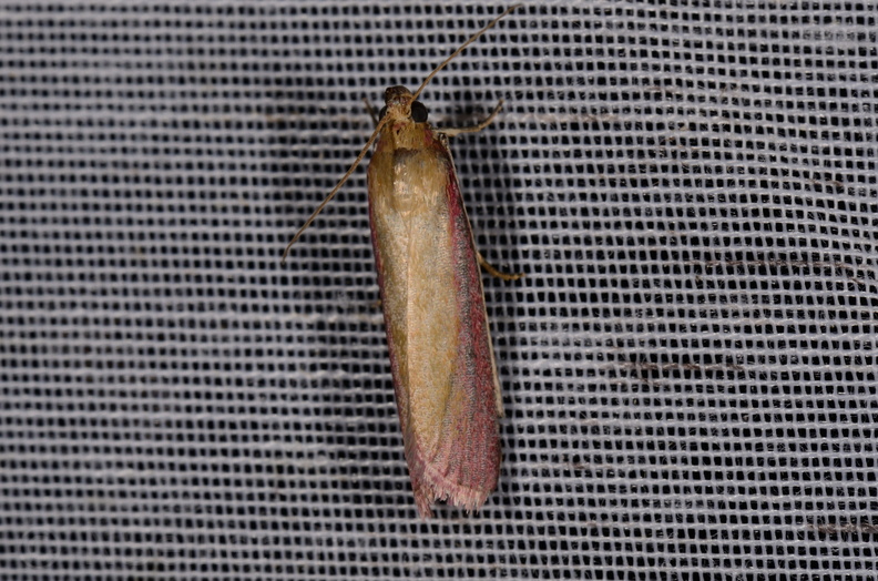 Chasse Aux Papillons - Marais d Yves - 11-09-2015 - Oncocera semirubella (27).JPG