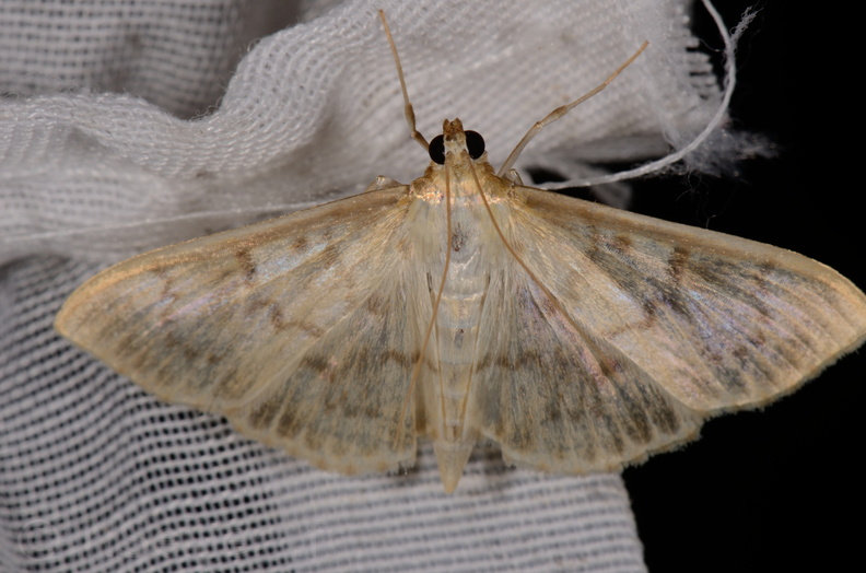 Chasse Aux Papillons - Marais d Yves - 11-09-2015 - Patania ruralis (29).JPG