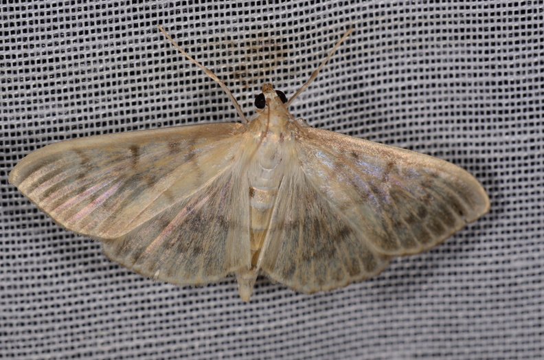 Chasse Aux Papillons - Marais d Yves - 11-09-2015 - Patania ruralis (35).JPG