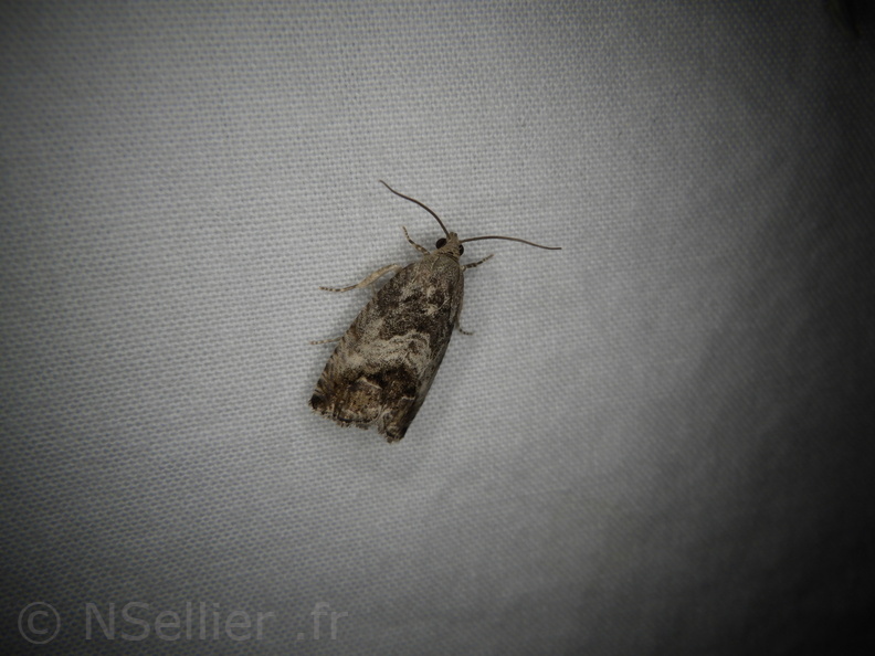 Chasse Aux Papillons - Neauphe-sous-Essai - 15-08-2020 - Cydia fagiglandana (55).JPG