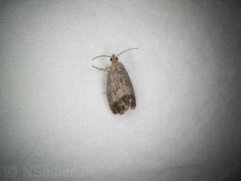 Chasse Aux Papillons - Neauphe-sous-Essai - 15-08-2020 - Cydia splendana (71).JPG