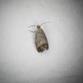 Cydia splendana