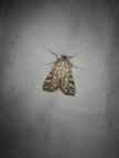 Elophila nymphaeata