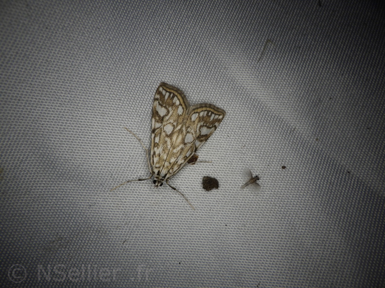 Chasse Aux Papillons - Neauphe-sous-Essai - 15-08-2020 - Elophila nymphaeata (62).JPG