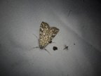 Elophila nymphaeata