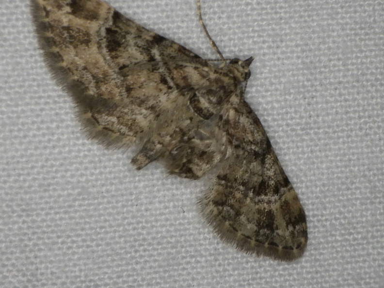 Chasse Aux Papillons - Neauphe-sous-Essai - 15-08-2020 - Gymnoscelis rufifasciata (159).JPG