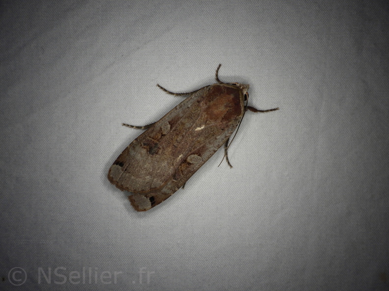 Chasse Aux Papillons - Neauphe-sous-Essai - 15-08-2020 - Noctua pronuba (46).JPG