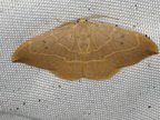 Watsonalla binaria