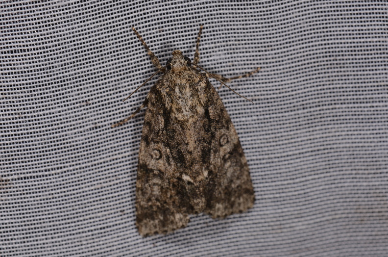 Chasse Aux Papillons - Marais d Yves - 24-08-2018 - Acronicta rumicis (24).jpg