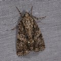 Acronicta rumicis