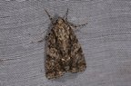 Acronicta rumicis