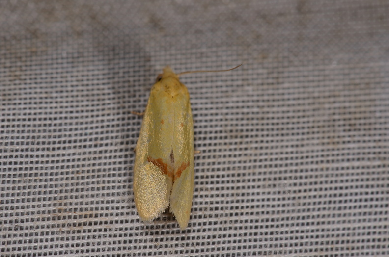 Chasse Aux Papillons - Marais d Yves - 24-08-2018 - Agapeta hamana (68).jpg