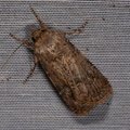 Agrotis bigramma