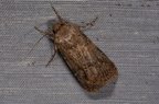 Agrotis bigramma