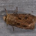 Agrotis bigramma