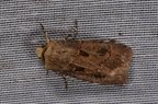 Agrotis bigramma