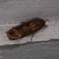 Agrotis ipsilon