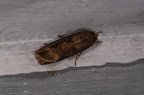 Agrotis ipsilon