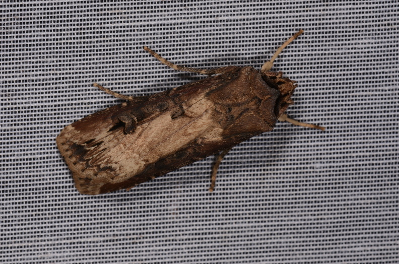 Chasse Aux Papillons - Marais d Yves - 24-08-2018 - Agrotis ipsilon (32).jpg