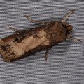 Agrotis ipsilon