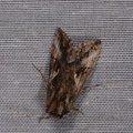 Autographa gamma