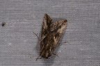 Autographa gamma