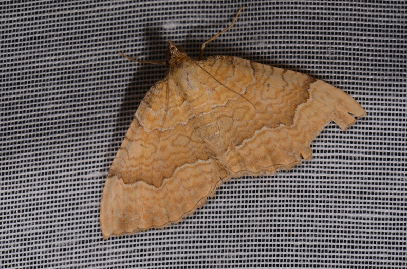 Chasse Aux Papillons - Marais d Yves - 24-08-2018 - Camptogramma bilineata (27).jpg