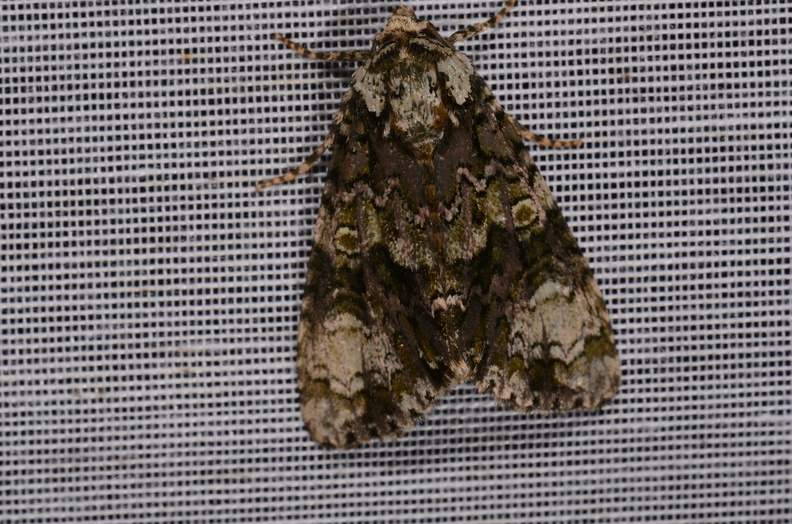 Chasse Aux Papillons - Marais d Yves - 24-08-2018 - Craniophora ligustri (49).jpg