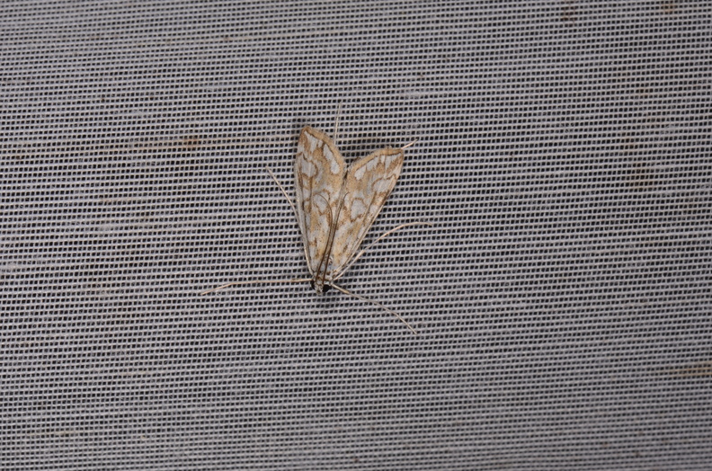 Chasse Aux Papillons - Marais d Yves - 24-08-2018 - Elophila nymphaeata (44).jpg
