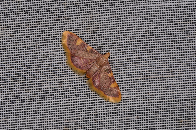 Chasse Aux Papillons - Marais d Yves - 24-08-2018 - Hypsopygia costalis (12).jpg