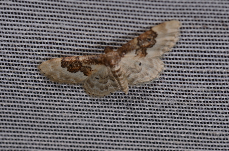 Chasse Aux Papillons - Marais d Yves - 24-08-2018 - Idaea rusticata (23).jpg