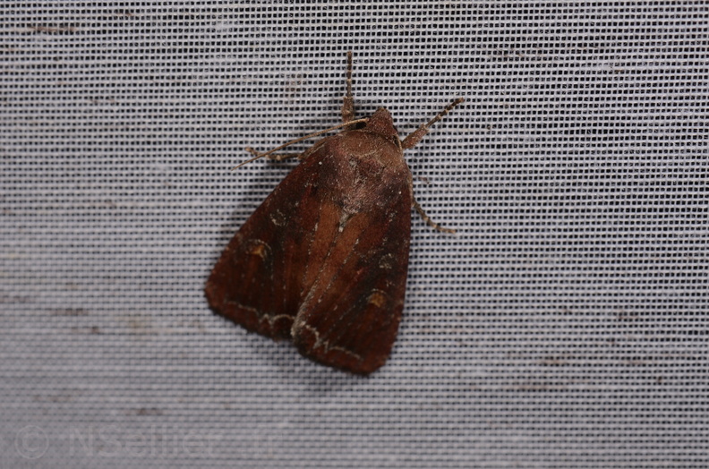 Chasse Aux Papillons - Marais d Yves - 24-08-2018 - Lacanobia oleracea (19).jpg