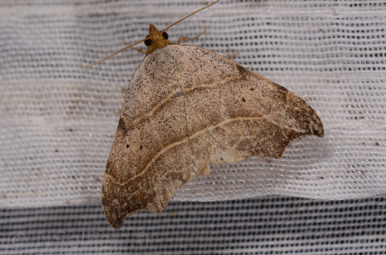 Chasse Aux Papillons - Marais d Yves - 24-08-2018 - Laspeyria flexula (70).jpg